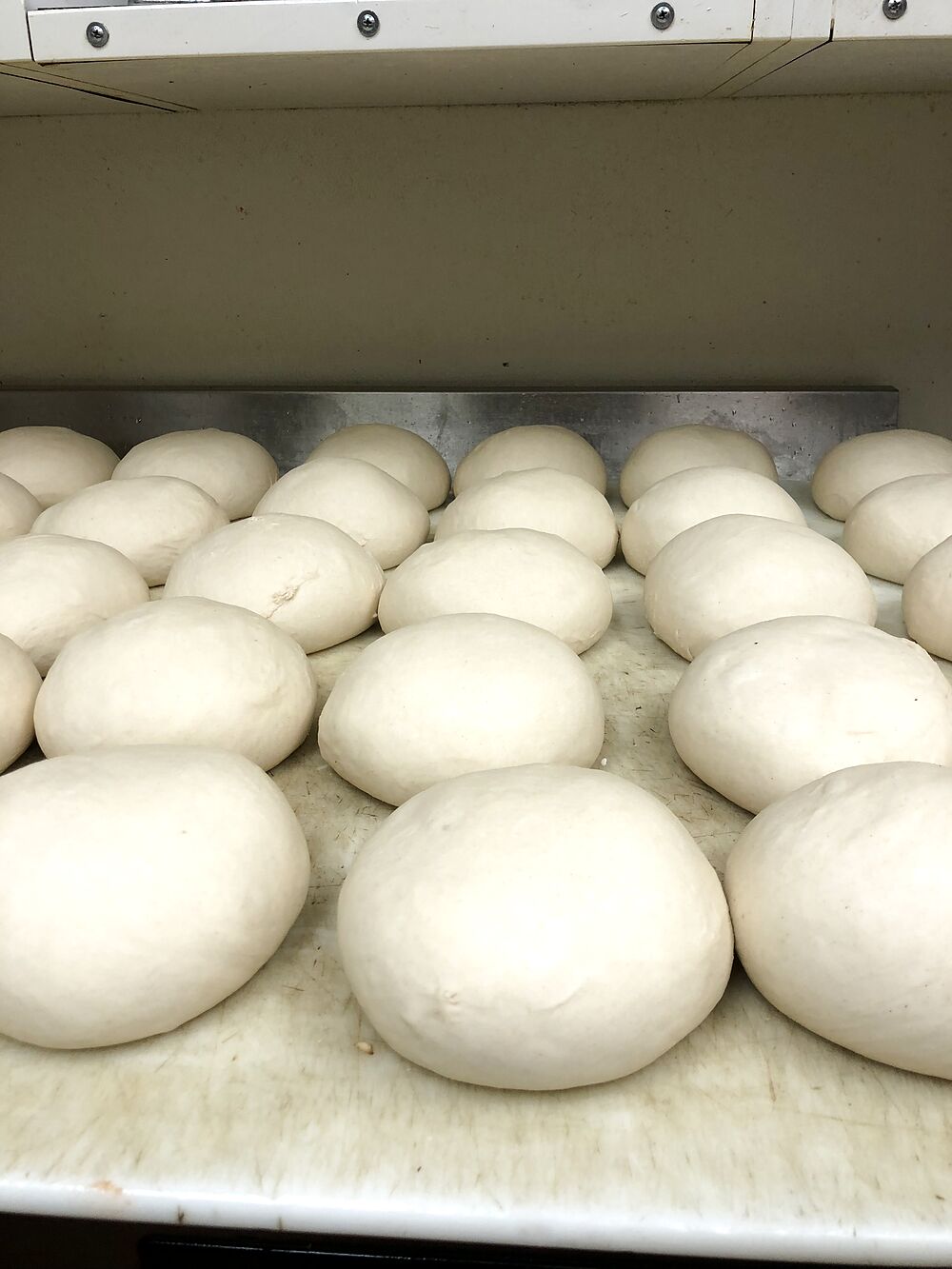 Fresh dough balls proofing